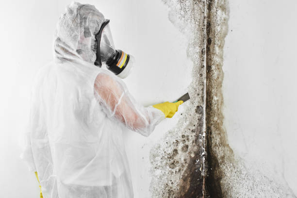 Best Mold Testing  in Robinson, TX