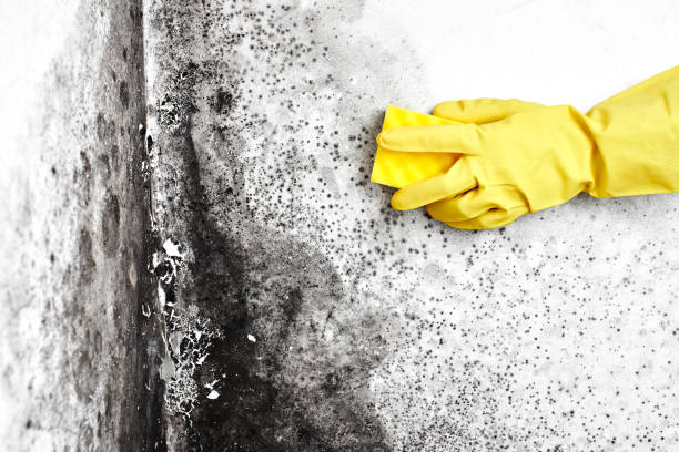 Best Same-Day Mold Removal  in Robinson, TX