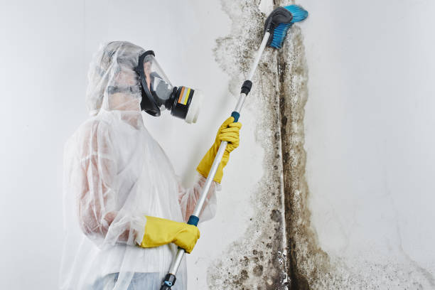 Best Mold Cleaning Services  in Robinson, TX