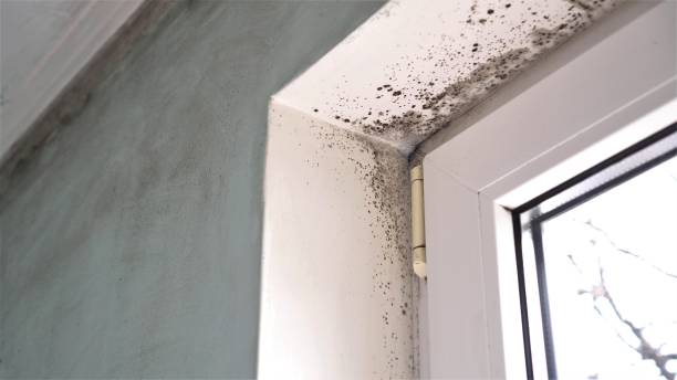 Mold Removal Process in Robinson, TX