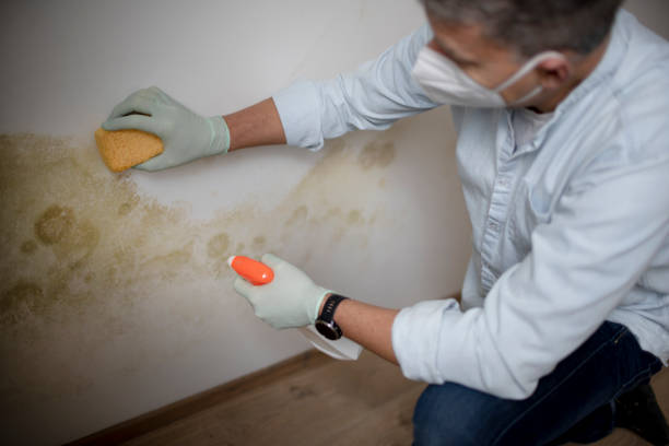 Best Mold Remediation Experts  in Robinson, TX