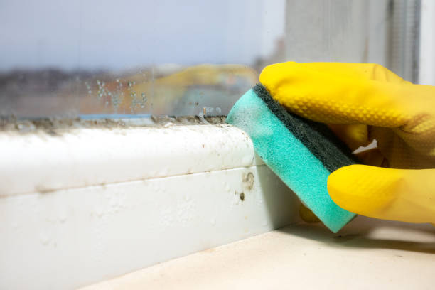 Best Home Mold Removal  in Robinson, TX