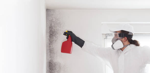 Best Black Mold Removal  in Robinson, TX