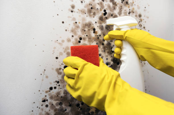 Best Professional Mold Removal  in Robinson, TX