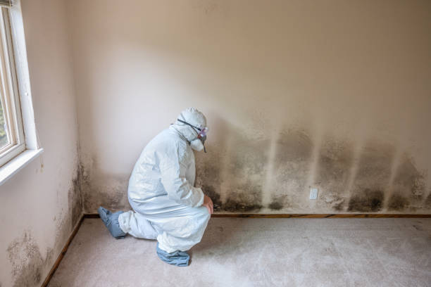 Best Local Mold Removal Service  in Robinson, TX