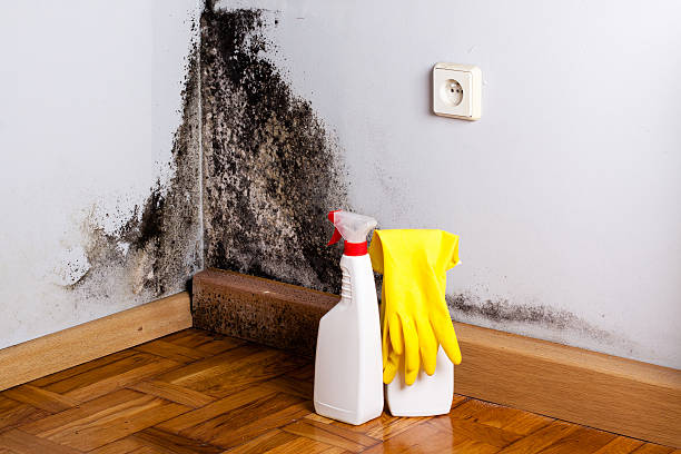 Best Mold Removal Near Me  in Robinson, TX