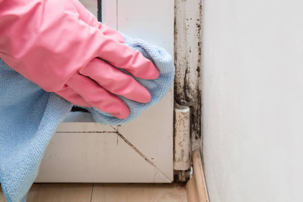 Best Certified Mold Removal  in Robinson, TX