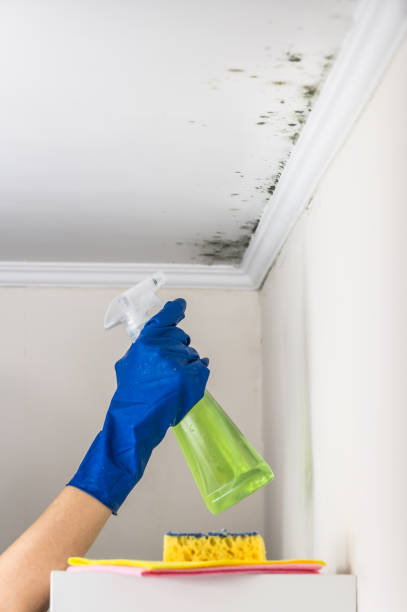 Best Fast Mold Removal  in Robinson, TX